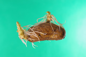 germinating potato