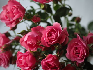 rose bouquet in bright pink color close up