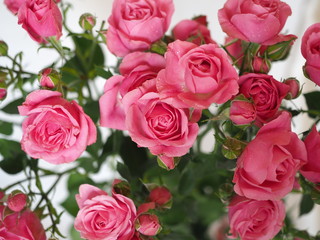 rose bouquet in bright pink color close up