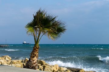 Palm tree by the sea
