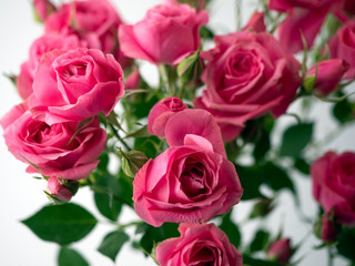 rose bouquet in bright pink color close up
