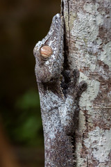 Leaf-tailed gecko, Uroplatus phantasticus, Ranomafana, Madagascar