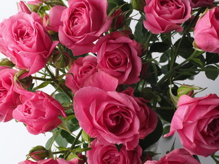 rose bouquet in bright pink color close up