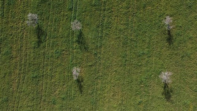 Vista a&eacute;rea de almendros en flor. Mallorca (Espa&ntilde;a)