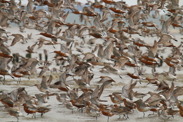 pfuhlschnepfe,bird,vögel,schwarm