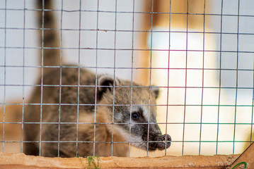 Nasua at the contact zoo. Photographed close-up.