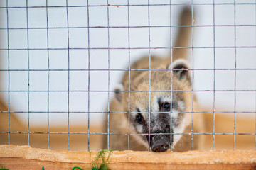 Nasua at the contact zoo. Photographed close-up.
