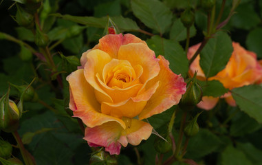 Single peach rose with leaves on natural green background.