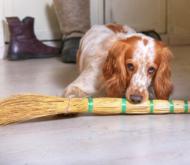 Portrait dog breed Russian hunting spaniel