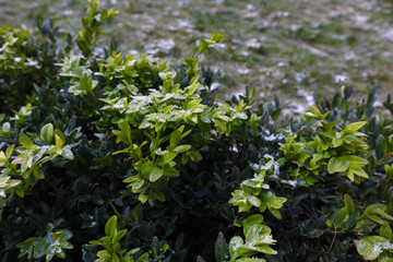 Buxus sempervirens under the snow.
