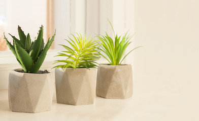 Potted house plant cactus succulent in gray pot on the white windowsill. Cozy home modern decor in minimalistic scandinavian interior.