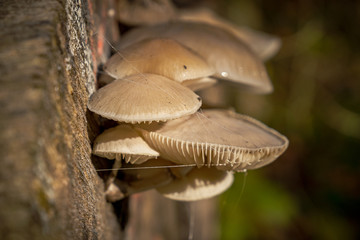 A forest mushroom on a tree trunk