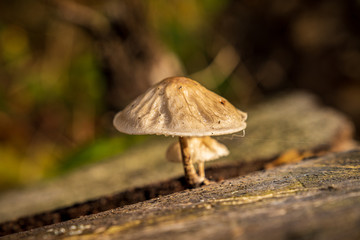 A forest mushroom on a tree trunk