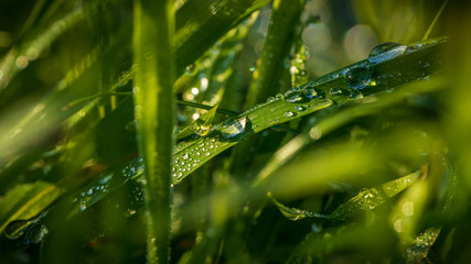 Drops of morning dew in the grass