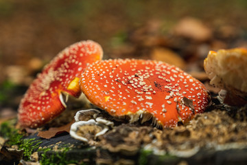 Fly agarics on a tree trunk in the forest