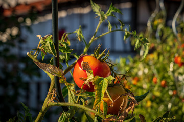 Vine tomatoes in the sunlight with blurry background