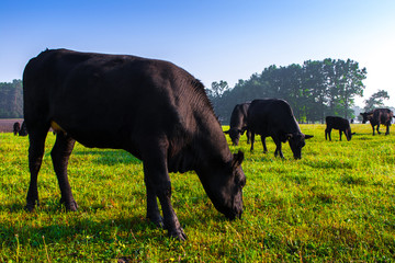 Summer morning in the pasture. A herd of black Aberdeen Angus cows graze on green grass. Sometimes also call simply Angus, is a Scottish breed of small beef cattle.