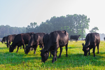 Summer morning in the pasture. A herd of black Aberdeen Angus cows graze on green grass. Sometimes also call simply Angus, is a Scottish breed of small beef cattle.