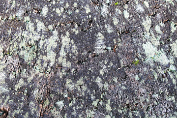 Old tree close-up, wooden background for design.