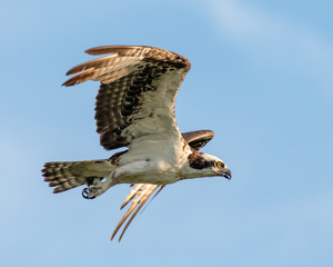 Osprey Flying in Search of Food