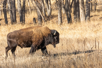 American Bison in Fall