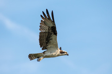 Osprey Flying in Search of Food