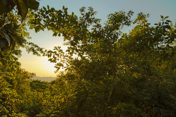 Sun at the dawn in between branches,Impressive tree silhouettes over fields with dramatic sky.