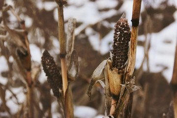 Snow covered, dried, blackened ears of corn and leaves left after harvesting on the field in winter. Fog, plowed land and dark forest on the background.