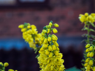 OLYMPUS DIGITAL CAMERA GARDEN