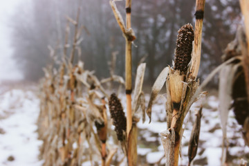 Snow covered, dried, blackened ears of corn and leaves left after harvesting on the field in...