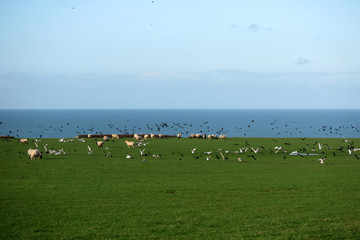 Obraz premium SHEEP GRAZING BY THE SEA