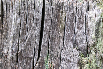 Old tree close-up, wooden background for design.