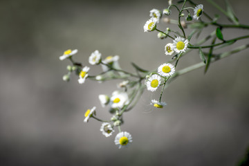 white flowers on green background