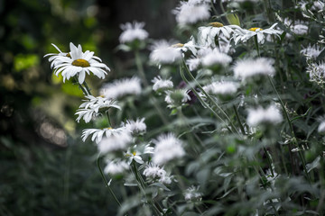 white flowers on a green background