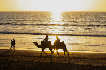 Camels in the sunset in Morocco