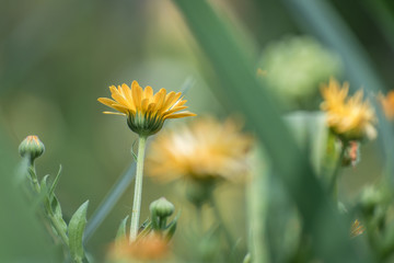 yellow flower in the grass