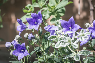 blue flowers in the garden