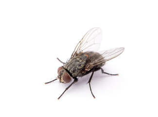 Fototapeta na wymiar fly isolated on a white background