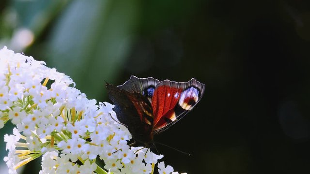 Rusałka pawik (Aglais io)  na kwiatostanie budleji