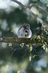 Cute Pygme owl in Bialowieza, Poland