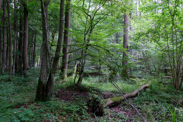 Alder tree deciduous stand