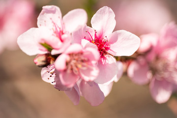 Cherry pink flower in spring