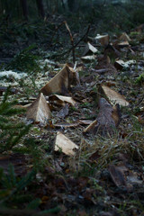 sawdust on the ground in the forest