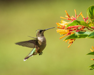 Hummingbird Feeding at Firebush