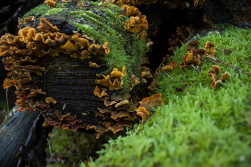 forest mushrooms on rotten logs