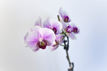 Phalaenopsis, Orchid, Close up purple-white orchids flower on branch isolated on white background