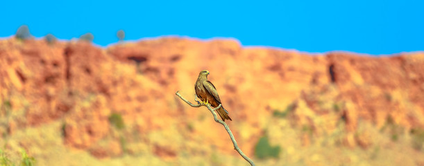 Banner panorama of whistling kite, Haliastur sphenurus, resting on a branch with blurred nature...