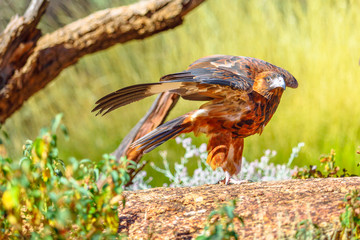 Wedge-tailed eagle, Aquila audax, is Australia's largest bird of prey. Desert Park at Alice Springs...