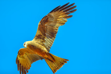 The whistling kite, Haliastur sphenurus, with gingery-brown feathers flies against the blue sky....