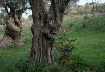 Fototapeta premium olivetree